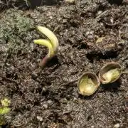 Holy Snow - Greenhouse Seed Co.