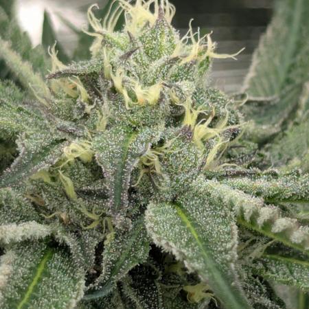 Black Lobster - Cipher Genetics