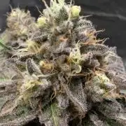 Sugar Rock - Silent Seeds