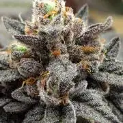 Studio Cherry - Wizard Trees