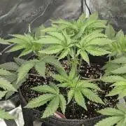 Black Lobster - Cipher Genetics