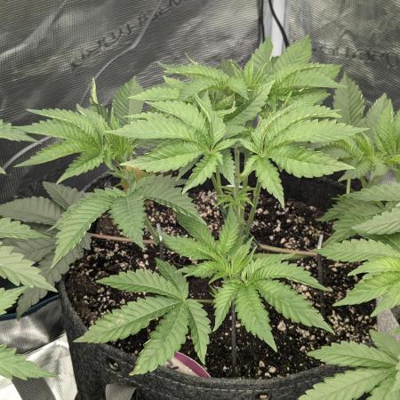 Black Lobster - Cipher Genetics