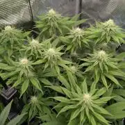 Holy Snow - Greenhouse Seed Co.