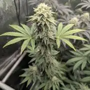Mental Rainbow FF - Sweet Seeds
