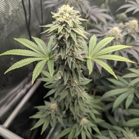 Mental Rainbow FF - Sweet Seeds