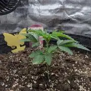 Black Lobster - Cipher Genetics