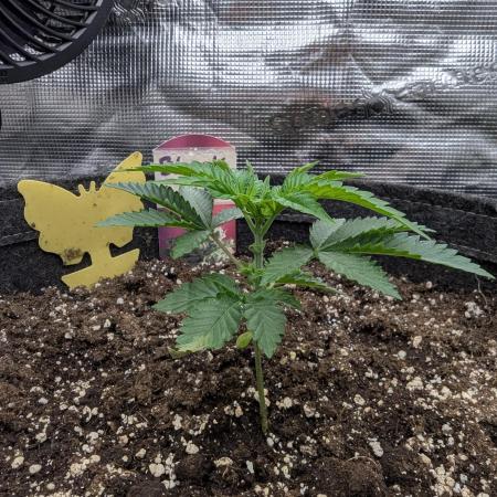 Black Lobster - Cipher Genetics