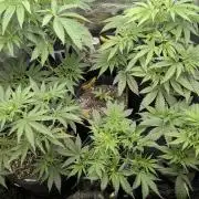 RS11 x Banana OG - G2