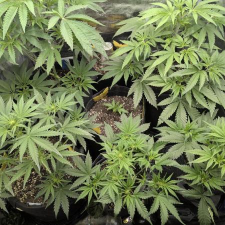 RS11 x Banana OG - G2