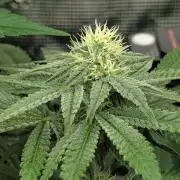 Black Beretta - Cipher Genetics