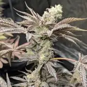 Bubblegum Gelato - Barney's Farm