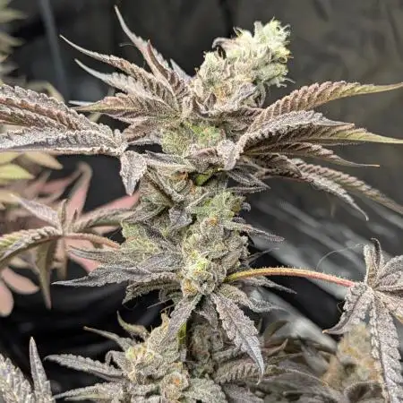 Bubblegum Gelato - Barney's Farm