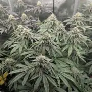 Glue 31 - Compound Genetics