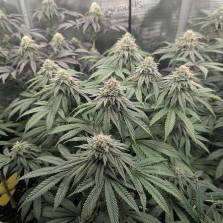 Glue 31 - Compound Genetics