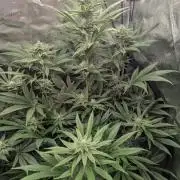 Blue Zushi - Dutch Passion