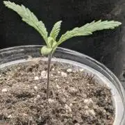 Strawberry Gorilla Auto - FastBuds