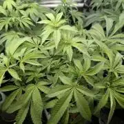 Gary Patron - Nine Weeks Harvest