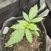 Papaya Zoap Auto - G2