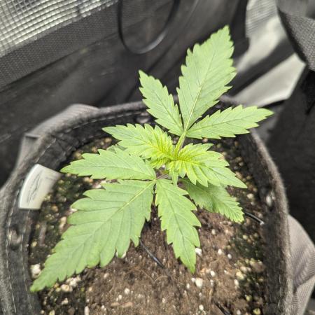 Papaya Zoap Auto - G2