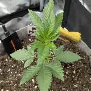 New Money - Compound Genetics
