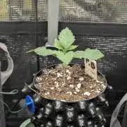 Privileged Baddie - Anesia Seeds