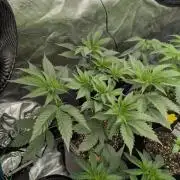 New Money - Compound Genetics