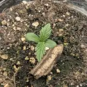 Strawberry Gorilla Auto - FastBuds