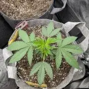 Big Z - Wizard Trees