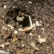 British Delight - Wizard Trees