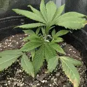 RS11 x Banana OG - G2