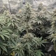 Toad Venum Auto - Growers Choice