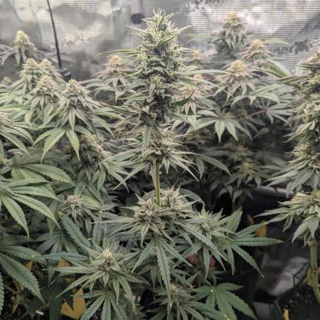 Toad Venum Auto - Growers Choice