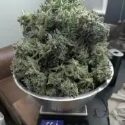 Kush Mass Auto - G1