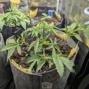 Wizard Fuel - Wizard Trees