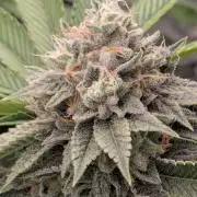 Big Z - Wizard Trees