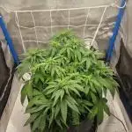 Painkiller XL