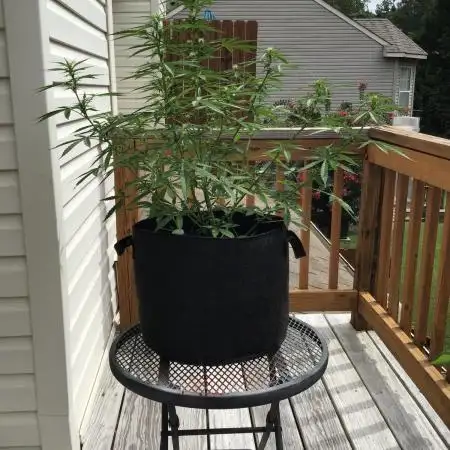 My very first grow ever