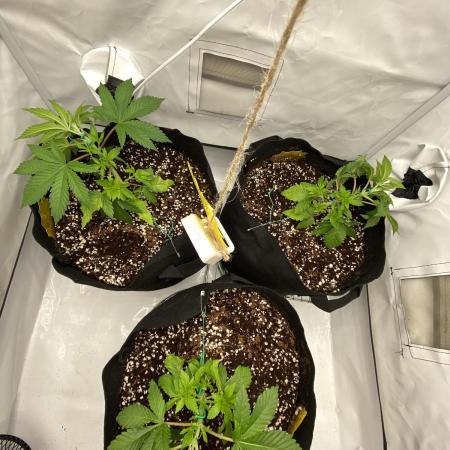 Lemon Shining Silver Haze coco 80x80x180