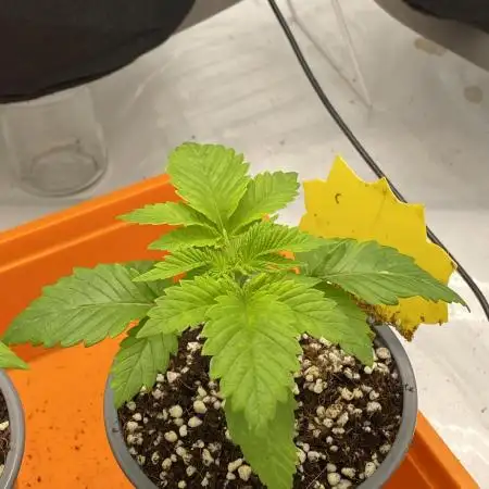 Lemon Shining Silver Haze coco 80x80x180