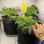 Lemon Shining Silver Haze coco 80x80x180