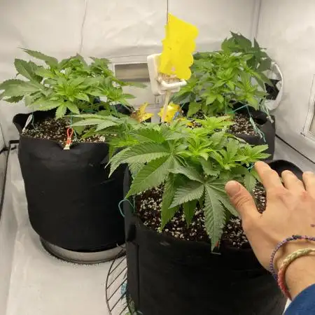 Lemon Shining Silver Haze coco 80x80x180