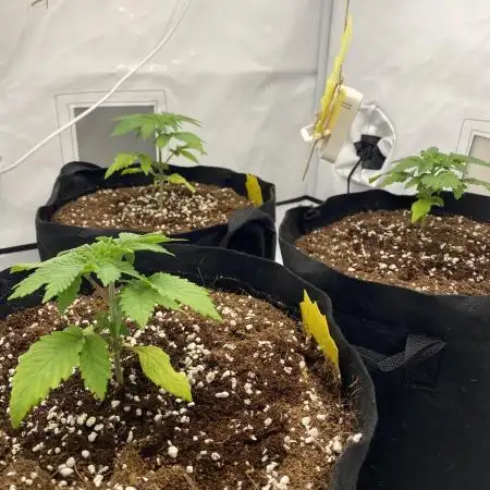 Lemon Shining Silver Haze coco 80x80x180