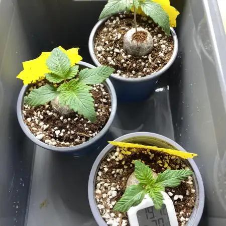 Lemon Shining Silver Haze coco 80x80x180