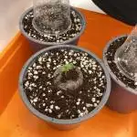 Lemon Shining Silver Haze coco 80x80x180