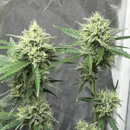 Cantina Band - Mephisto Genetics