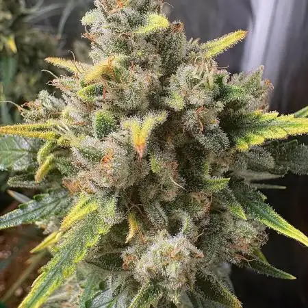 Cantina Band - Mephisto Genetics