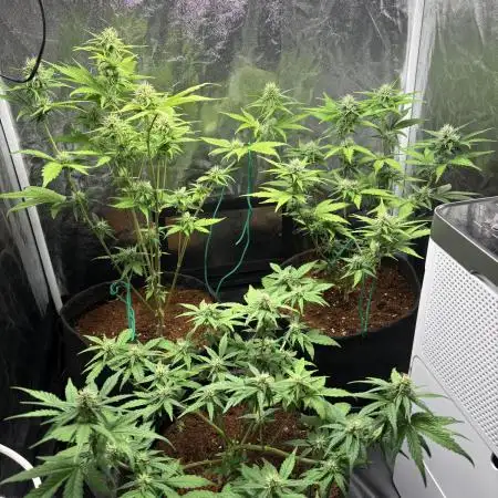 Cantina Band - Mephisto Genetics