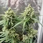 Cantina Band - Mephisto Genetics