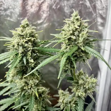 Cantina Band - Mephisto Genetics