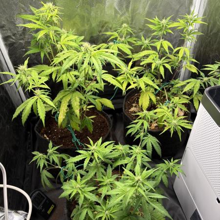 Cantina Band - Mephisto Genetics